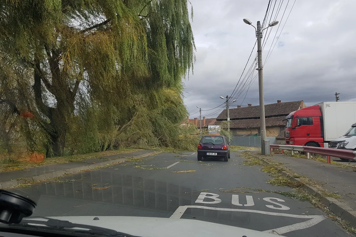UPDATE: Atenție! Cad copacii din cauza vântului