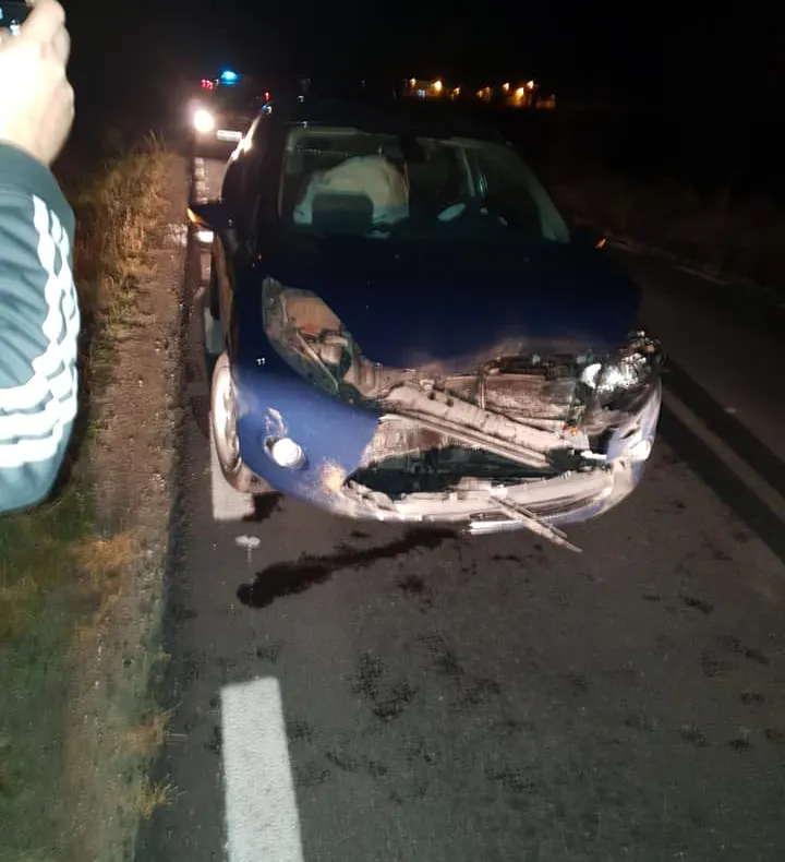 Două animale, un mistreţ şi o căprioară, moarte în accidente rutiere
