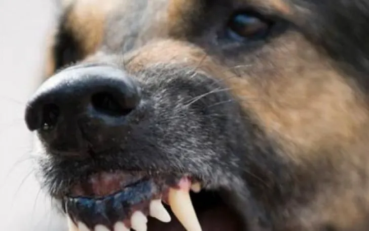 Stăpânul câinelui care a muşcat un bărbat sâmbătă riscă până la trei ani de închisoare
