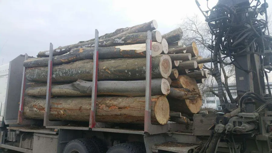 Amendat cu 10.000 pentru transport ilegal de lemn