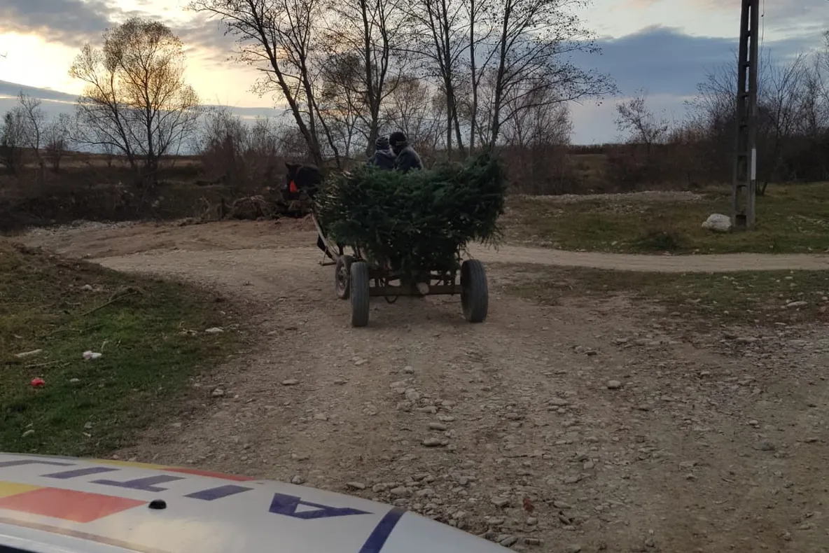 Amendat cu 5.000 de lei pentru transport ilegal de cetină