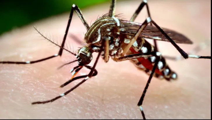 Al cincilea caz de infecţie cu virusul West Nile, confirmat în judeţul Sibiu