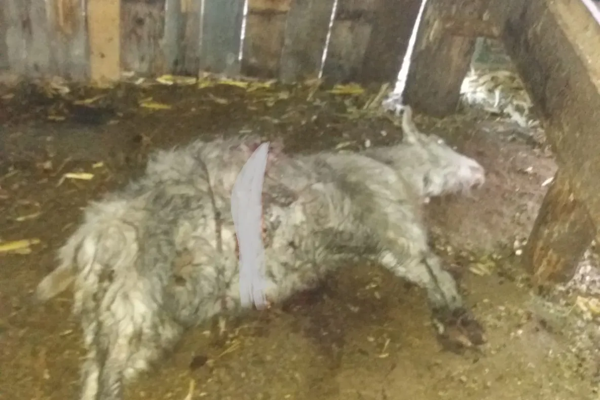 SMURD Sibiu a sărbătorit 25 de ani de existență