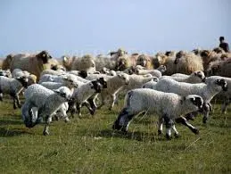 Patru cazuri de gripă confirmate la Sibiu, în acest sezon