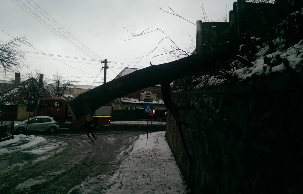 În Sibiu cad copaci și crengi pe carosabil