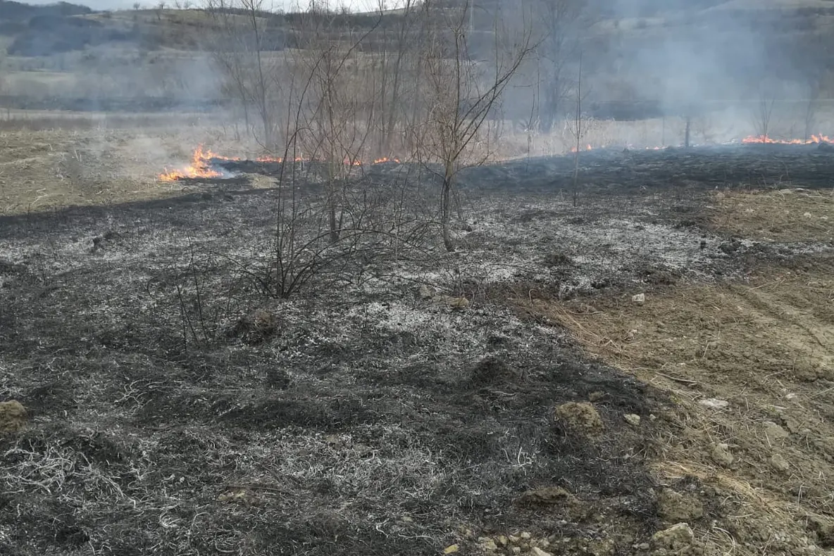 UPDATE: Incendiu de vegetație uscată și pădure de pin în Roșia
