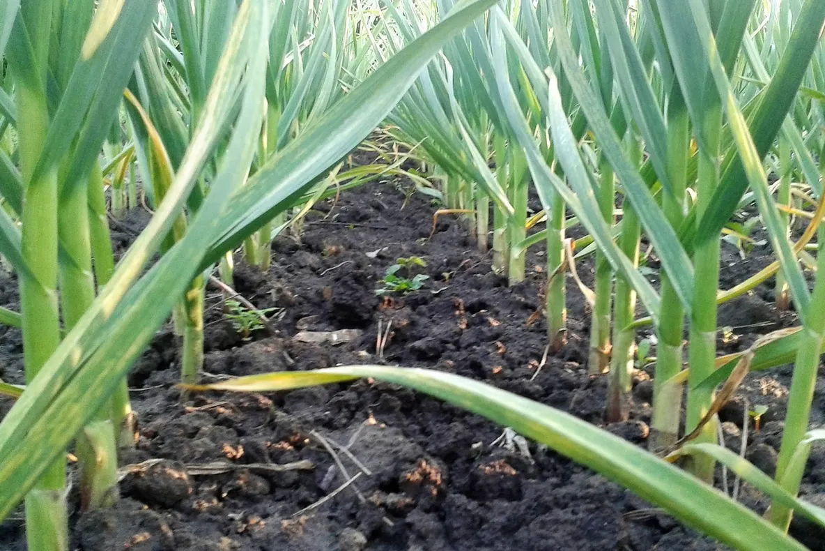 Ajutor de peste 4.600 de lei/ha pentru cultivatorii de usturoi