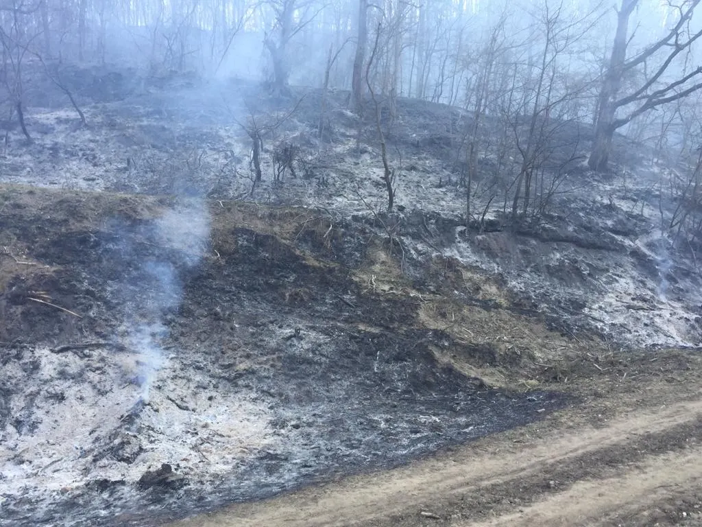 Patru hectare de litieră de pădure au ars în Valea Viilor