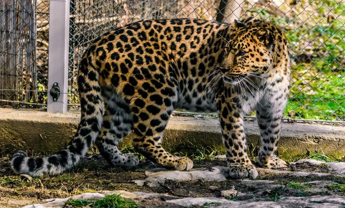 Grădina Zoologică din Sibiu a trecut la programul de vară cu specii noi