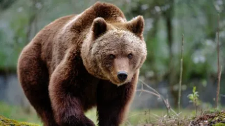 Urs văzut în zona Parcului Sub Arini. Jandarmii nu l-au mai găsit