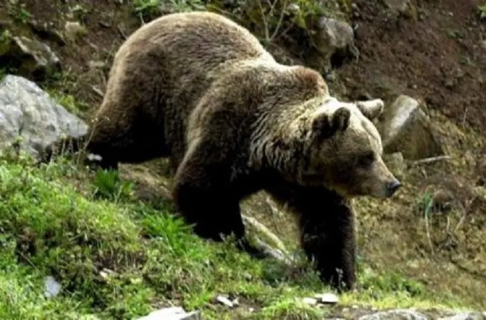 UPDATE: RO-ALERT: Un urs a fost văzut pe străzile din centrul Mediașului
