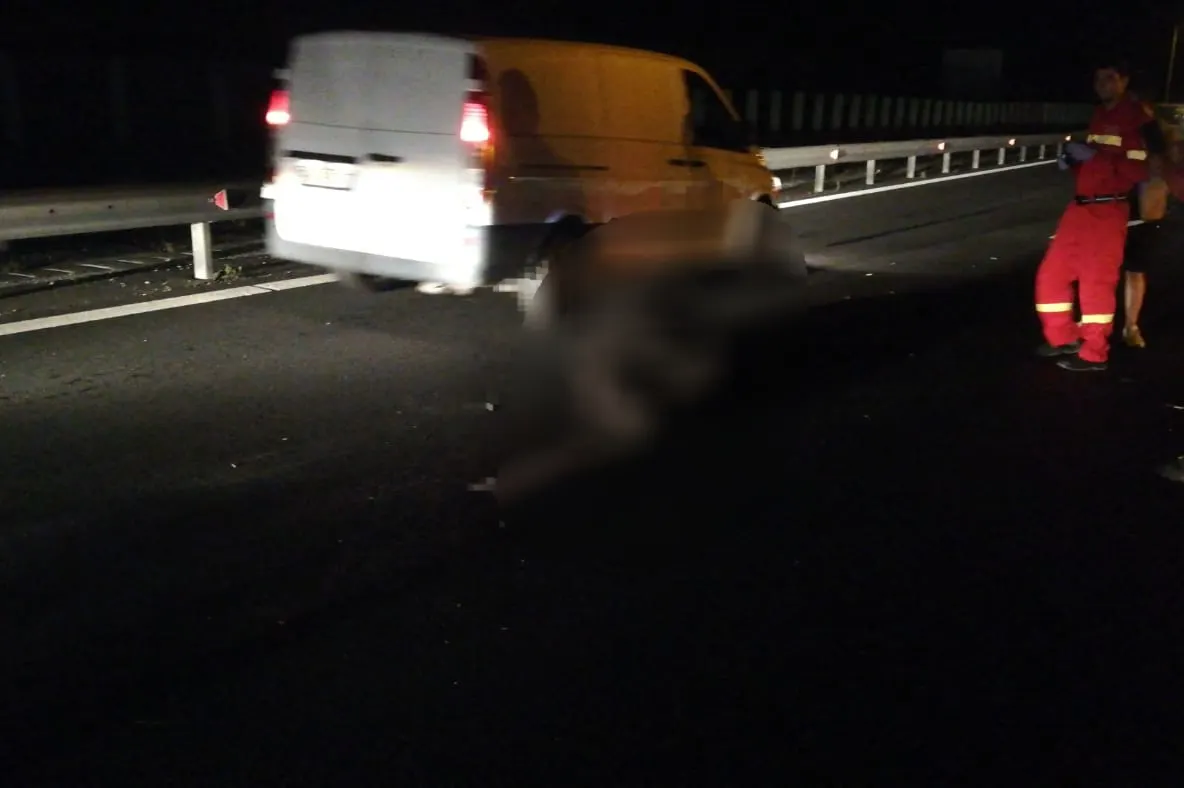 Urs accidentat mortal pe A1, în zona Aciliu. Doi copii, în stare de panică