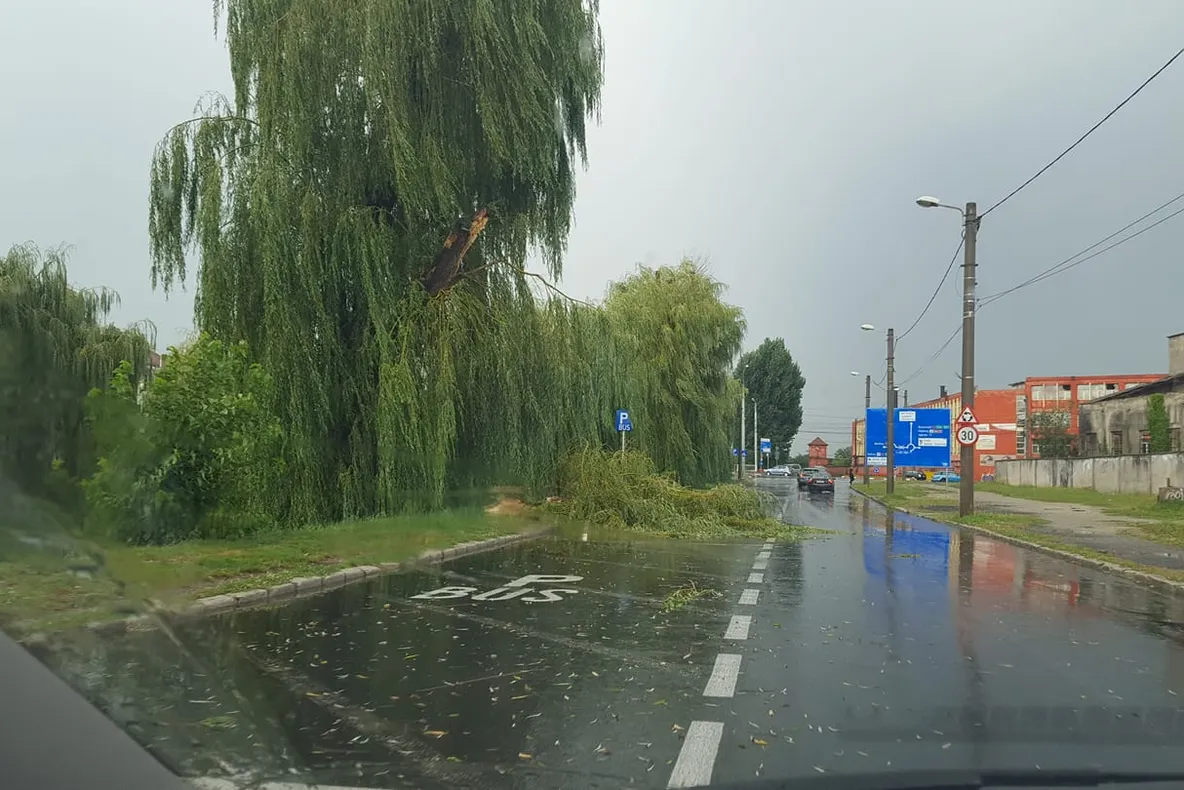 Copaci căzuți pe strada Malului. Intervin pompierii