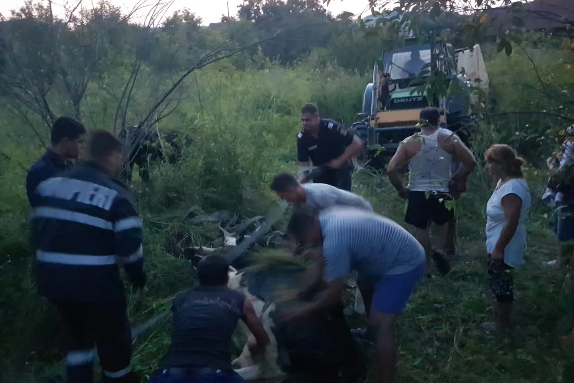 O vacă ce căzuse într-o fântână, în Amnaș, salvată de pompieri