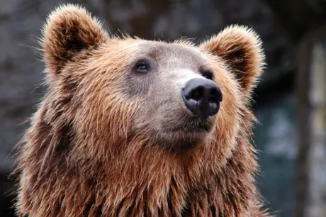 Un urs a omorât o capră din gospodăria unui medieșean. Animalul, alungat de autorități în pădure