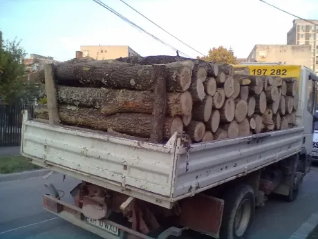 Amenzi de 10.000 de lei și aproximativ 10 mc de material lemnos confiscat de polițiști