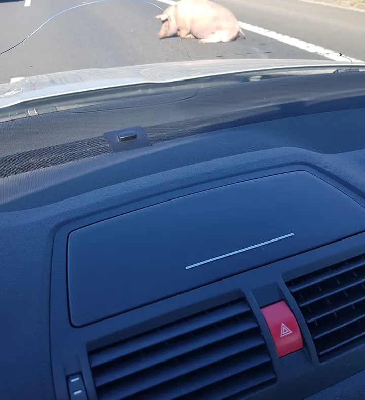 Porc pierdut pe Autostrada Sibiu - Orăștie. Proprietarii, amendați