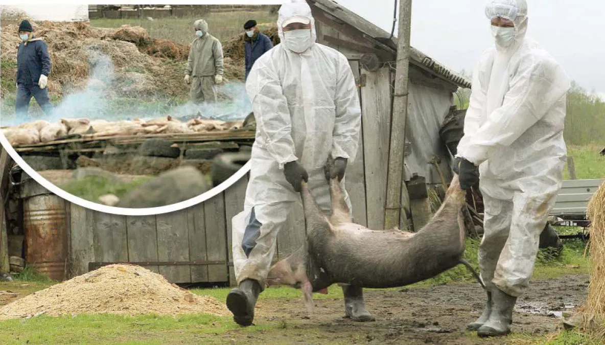 Sibiul nu scapă de pesta porcină. A fost confirmat al patrulea focar
