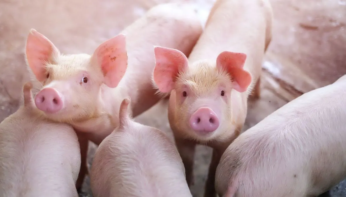 S-a confirmat prezența pestei porcine în județul Sibiu. Autoritățile sunt în alertă