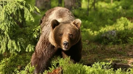 Al treilea urs văzut în Mediaș. A fugit în pădure până la sosirea echipajelor