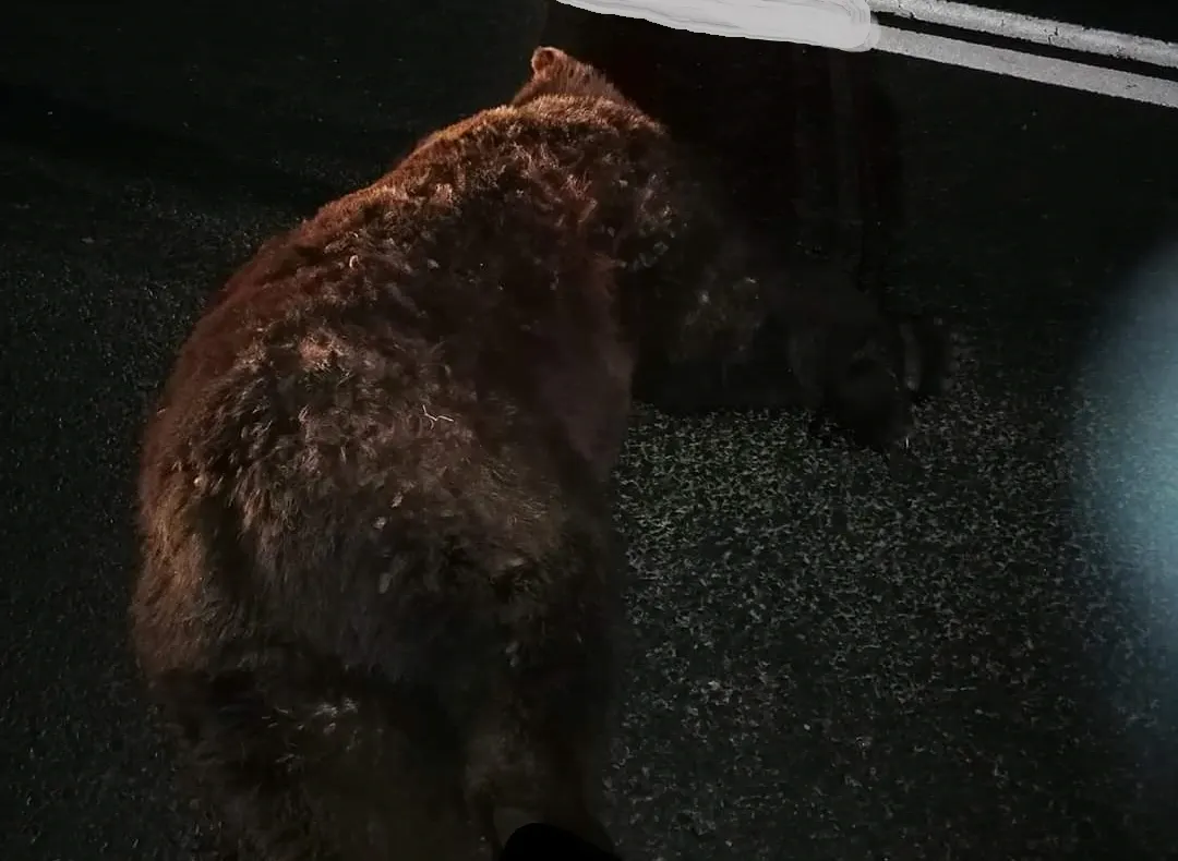 Ursoaică lovită mortal de o mașină la Hula Bradului