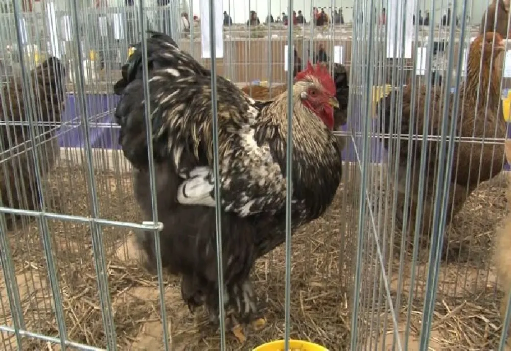Expoziție de găini, lebede și iepuri, în ianuarie, la Sibiu