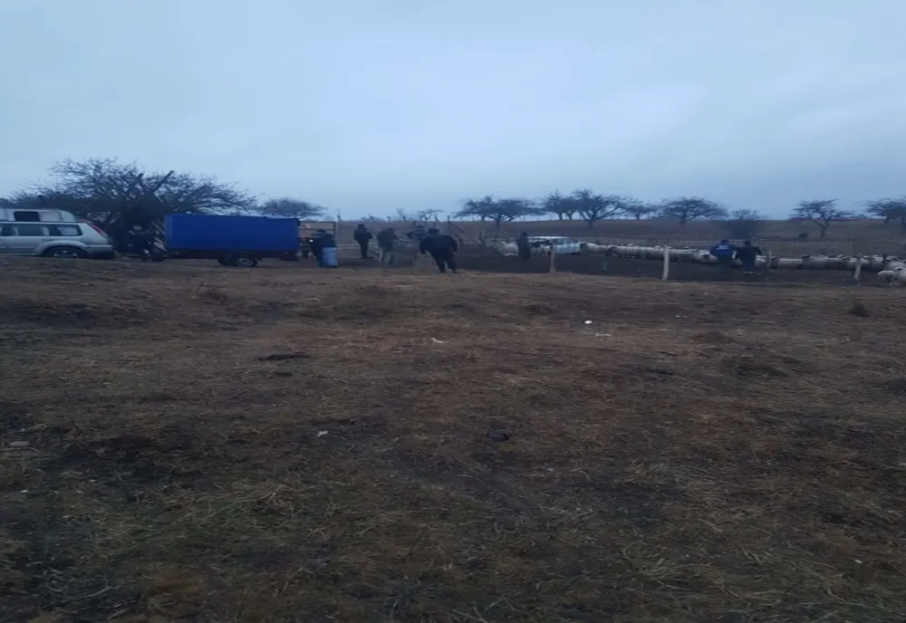 Patru argeșeni, reținuți după ce i-ar fi furat unei femei din Cârțișoara 20 de oi 