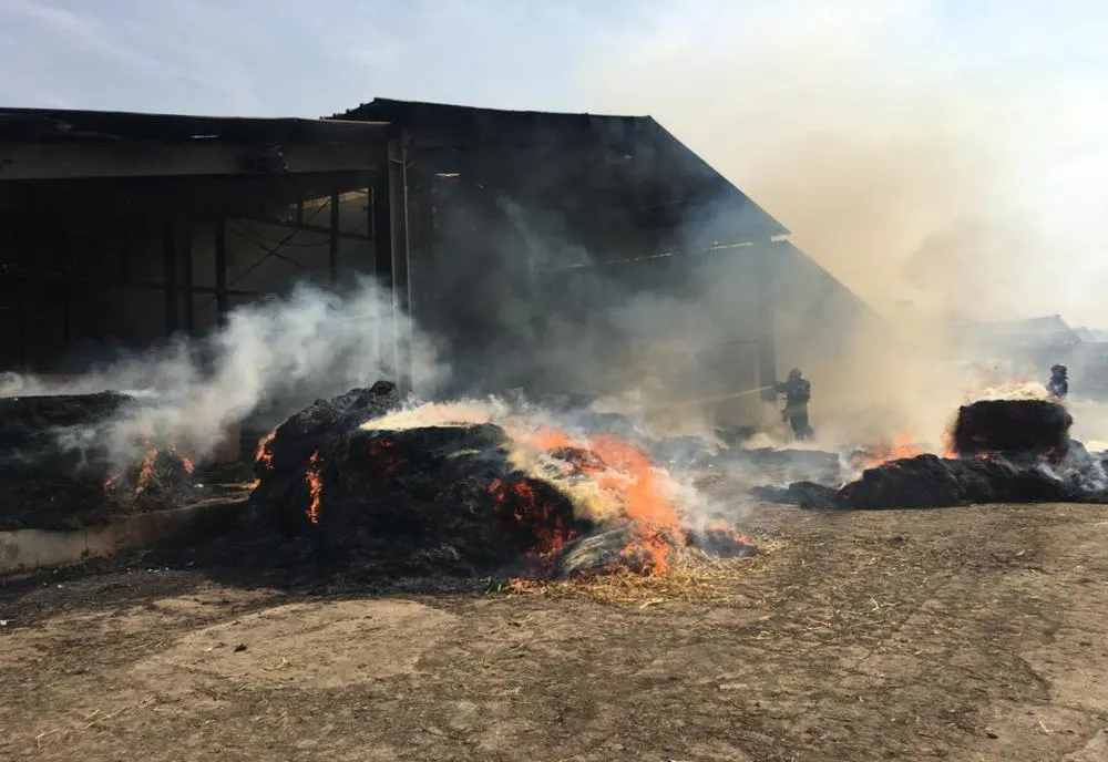 Incendiu la o fermă din Moșna. Peste 100 de animale, salvate