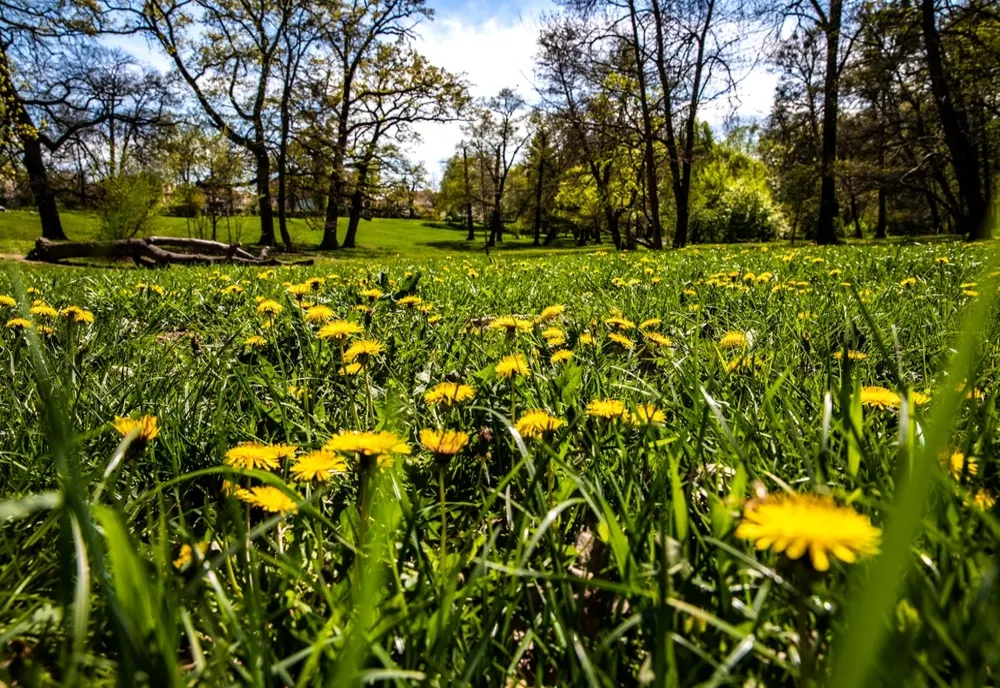 Mii de flori, arbori și arbuști dau viață Sibiului