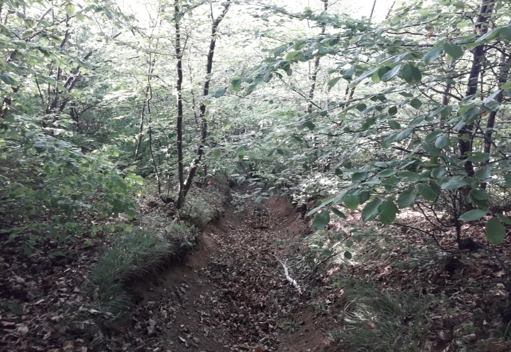 Dosar penal pentru un bărbat din Gura Râului, pentru tăiere ilegală și furt de arbori