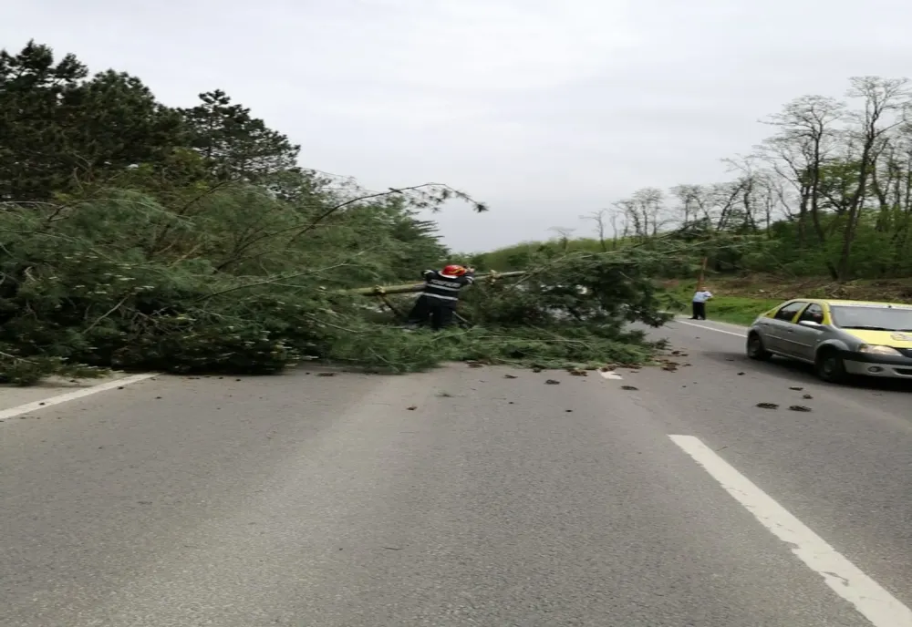 Un copac a căzut pe DN14, la ieșirea din Mediaș, spre Dumbrăveni