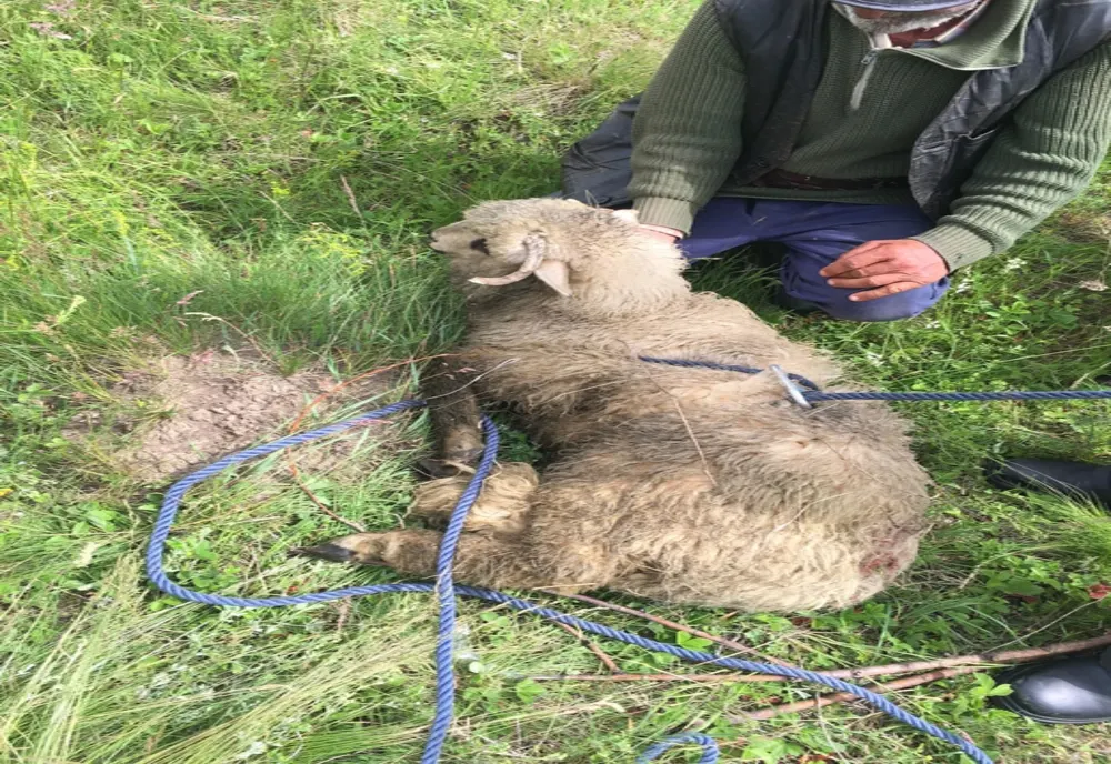O oaie care a căzut într-un canal adânc de opt metri, salvată de pompieri