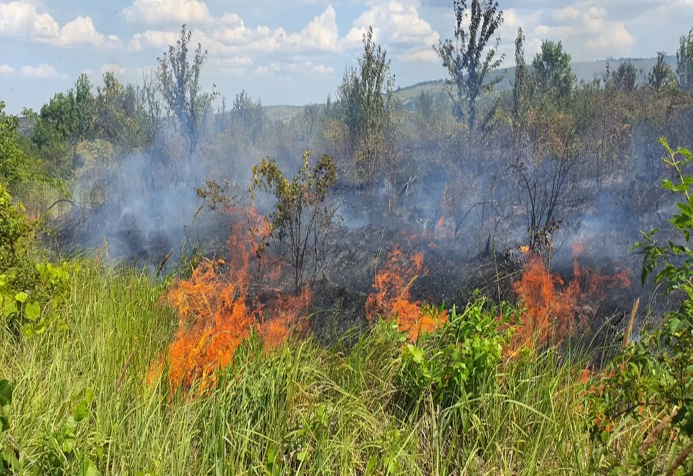 Incendiu de vegetație pe Dealul Gușteriței