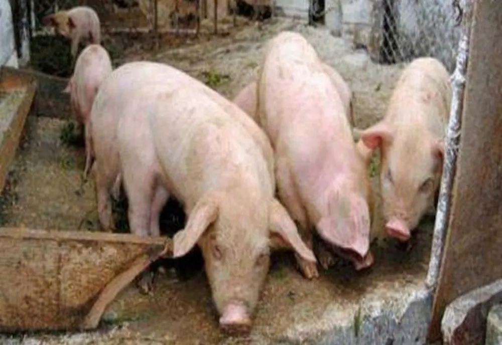 Focare de pestă porcină lângă Mediaș