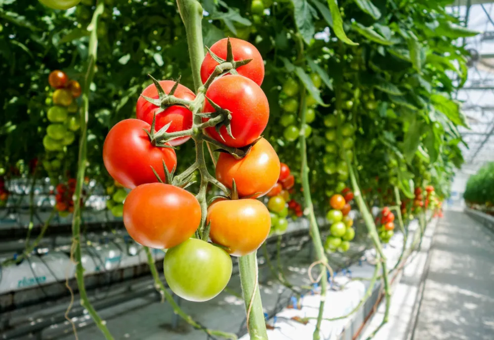 Până la 2.000 euro/cultură/1000 mp vor primi cultivatorii de legume! Care sunt condițiile