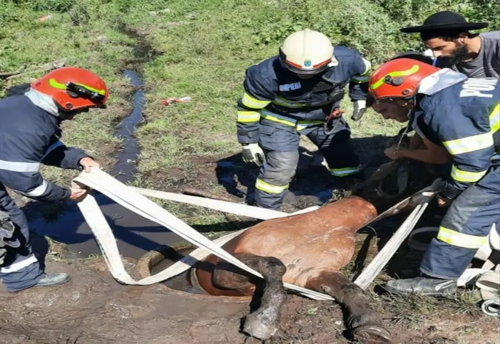Cal salvat de pompierii militari din Agnita