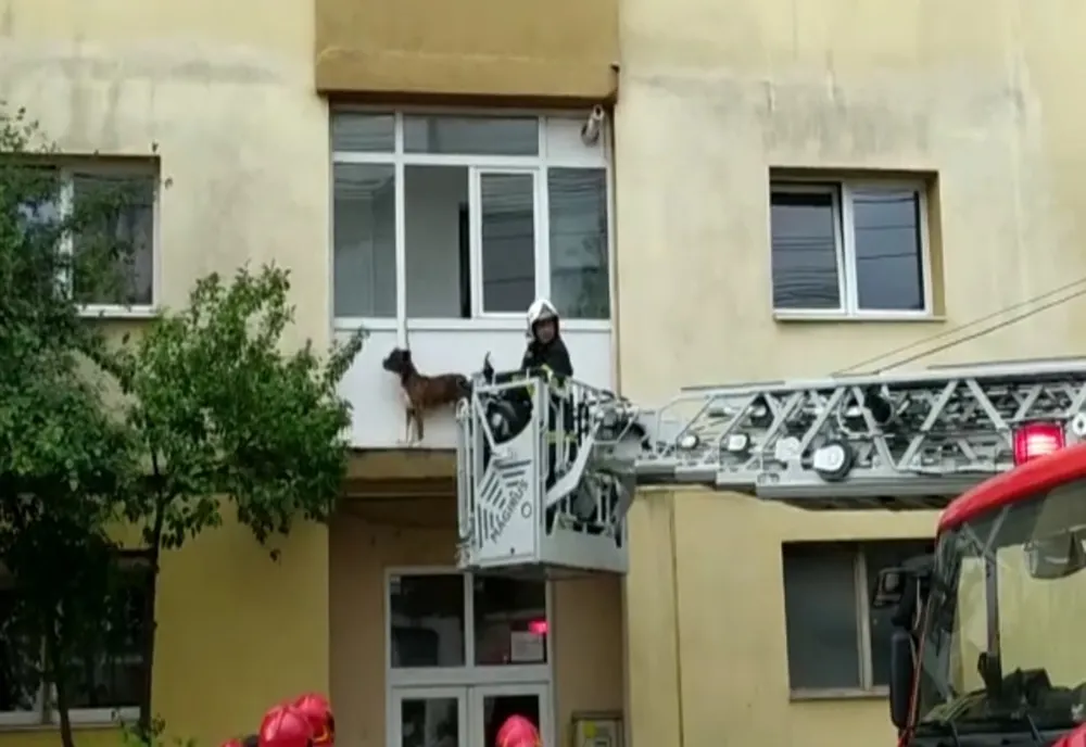 VIDEO Câine salvat de pompieri!