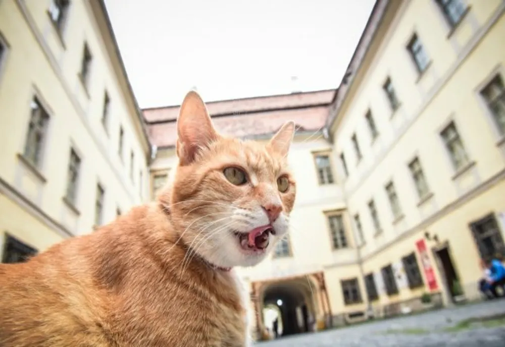 FOTO Pisicile din Sibiu care contribuie la imaginea turistică a orașului