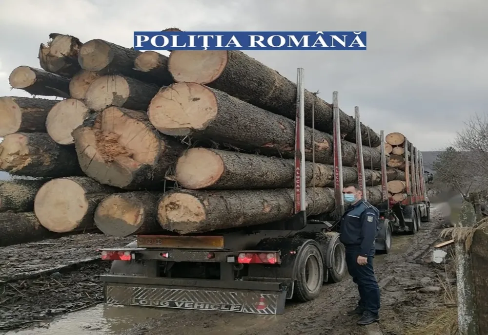 Peste 700 de kilograme de cetină de brad transportate ilegal