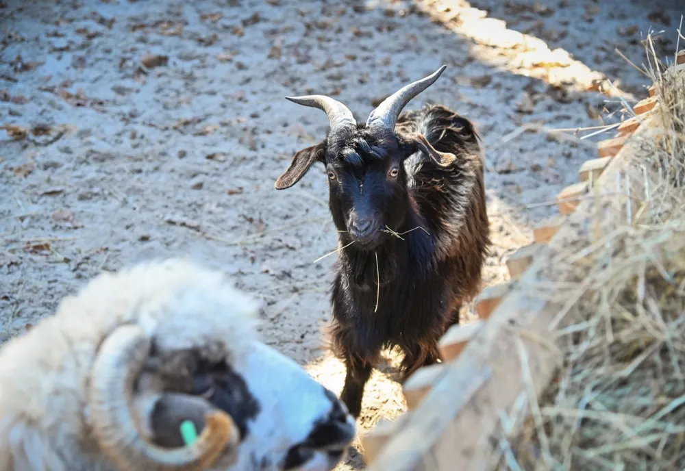 S-a deschis Ferma Animalelor, la Zoo Sibiu