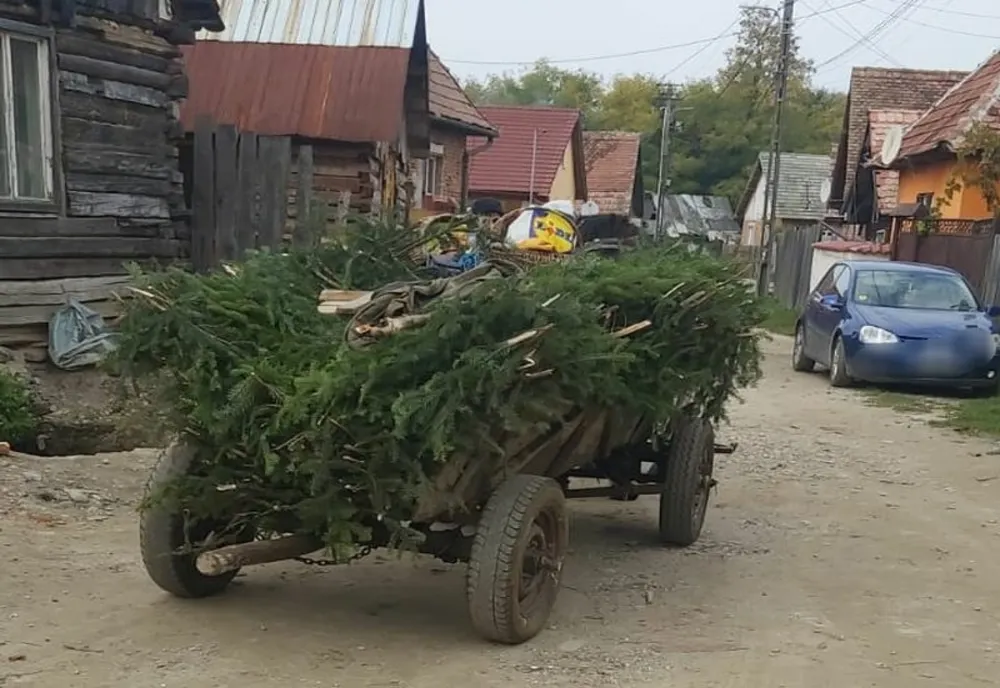 Bărbat din Sibiu amendat cu 2.000 de lei pentru că transporta, ilegal, 150 de kilograme de cetină
