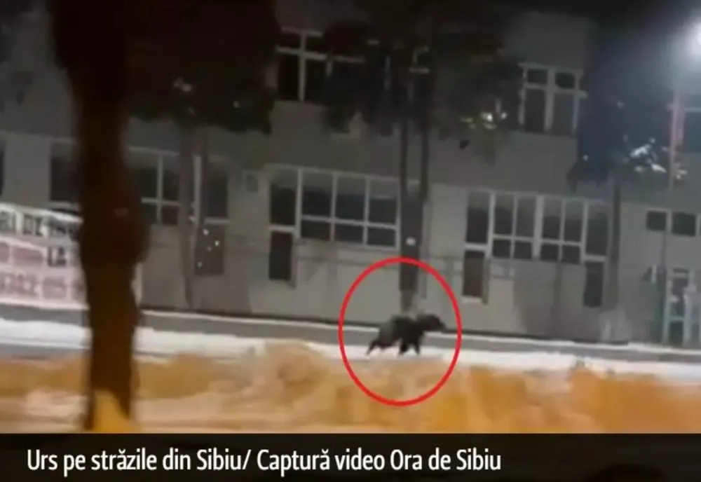 Mesaj RO Alert după ce un urs a fost surprins alergând pe străzile din Sibiu! Oamenii au intrat în panică: zeci de apeluri la 112 - VIDEO