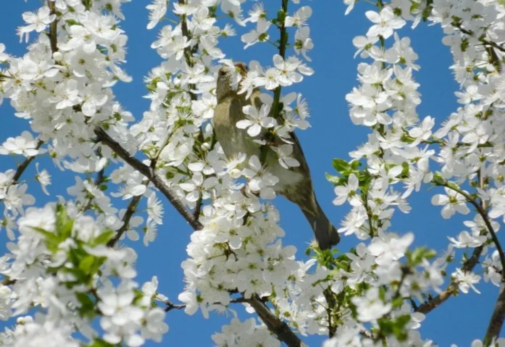 Temperaturi anormale, în România. Ce urmează după valul de frig - avertismentul meteorologilor