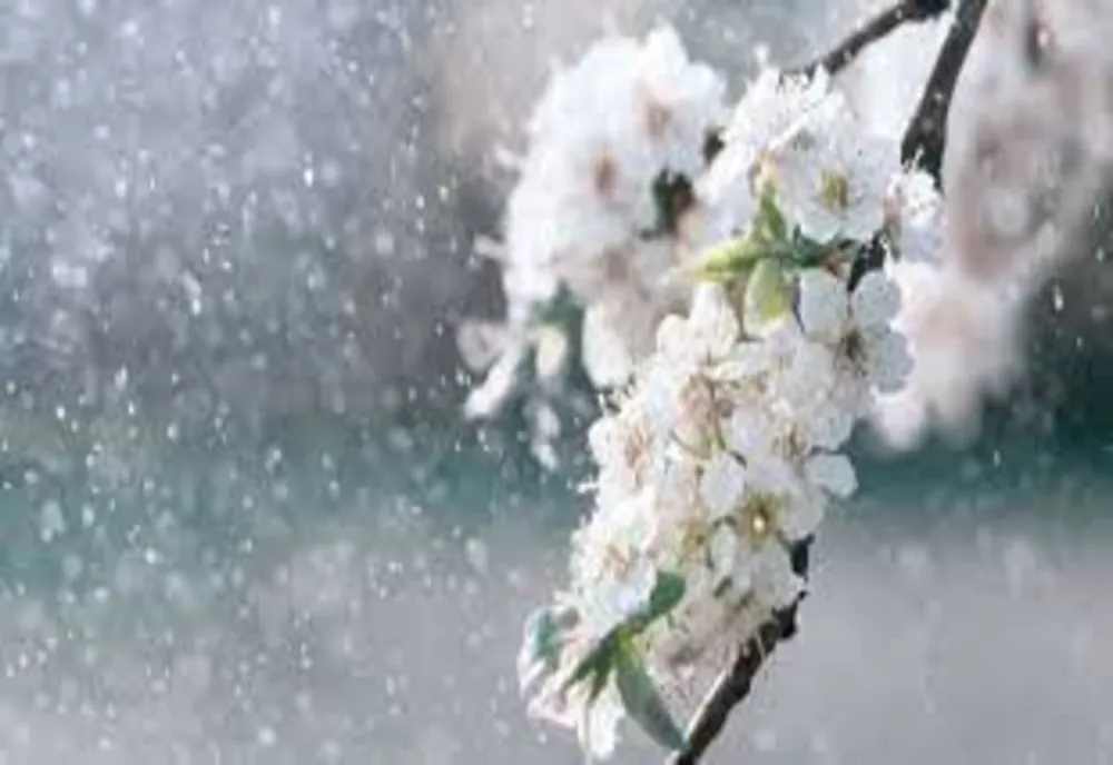 Temperaturi mai scăzute decât normalele perioadei, în următoarele 4 săptămâni. Revin și precipitațiile! - Estimările ANM pentru perioada 27.03-24.04.2023