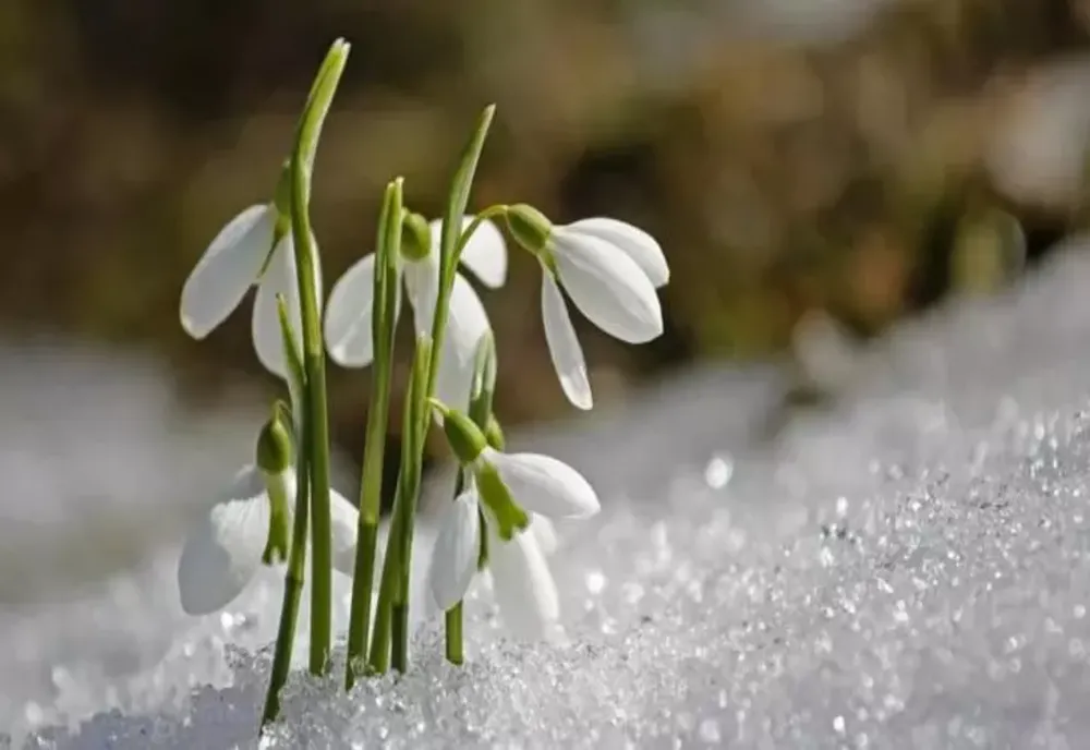 Vremea 1 martie - Temperaturi anormale, prognoza actualizată pentru fiecare zonă