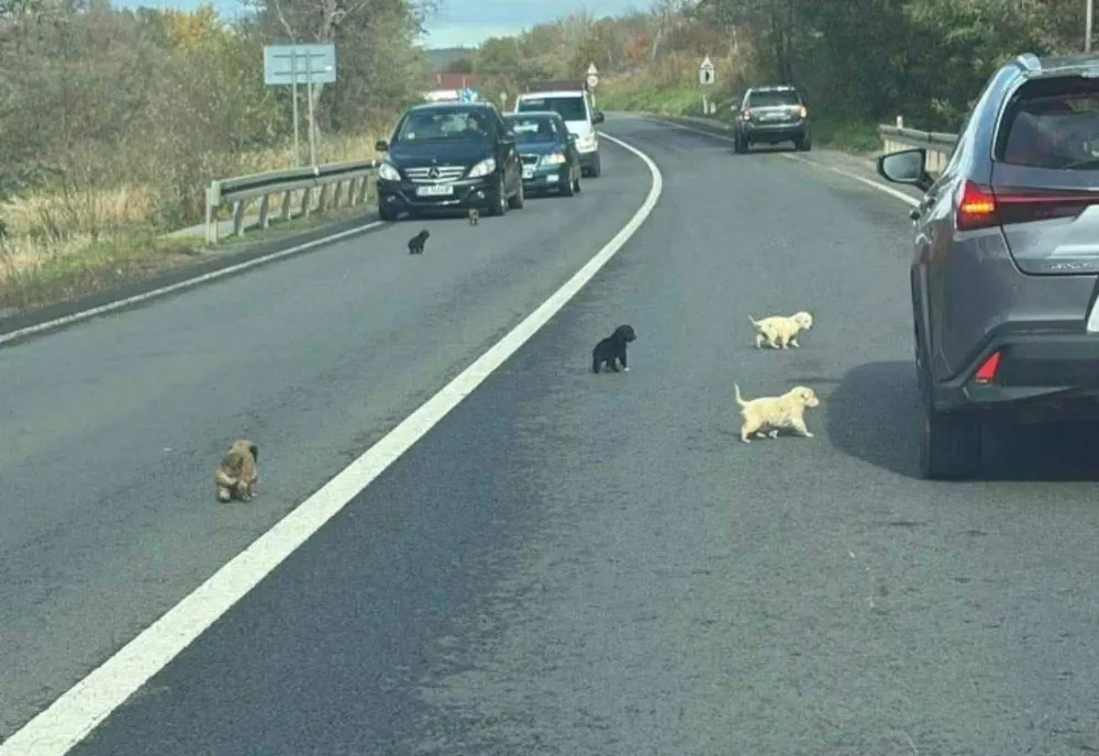 ZECE CĂȚELUȘI ABANDONAȚI PE MARGINEA DN14, SALVAȚI DE O LOCALNICĂ. POLIȚIA A DESCHIS DEJA O ANCHETĂ PENTRU IDENTIFICAREA FĂPTAȘULUI