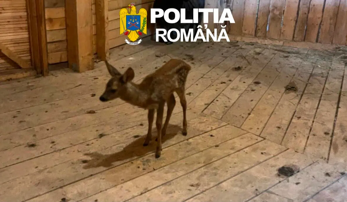 Pui de căprioară, descoperit la o stână. Era deținut ilegal