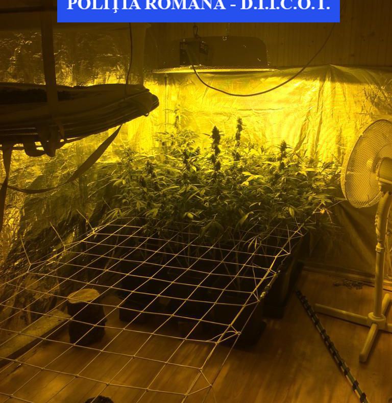 BRAȘOV. Culturi indoor de cannabis, descoperite de polițiști
