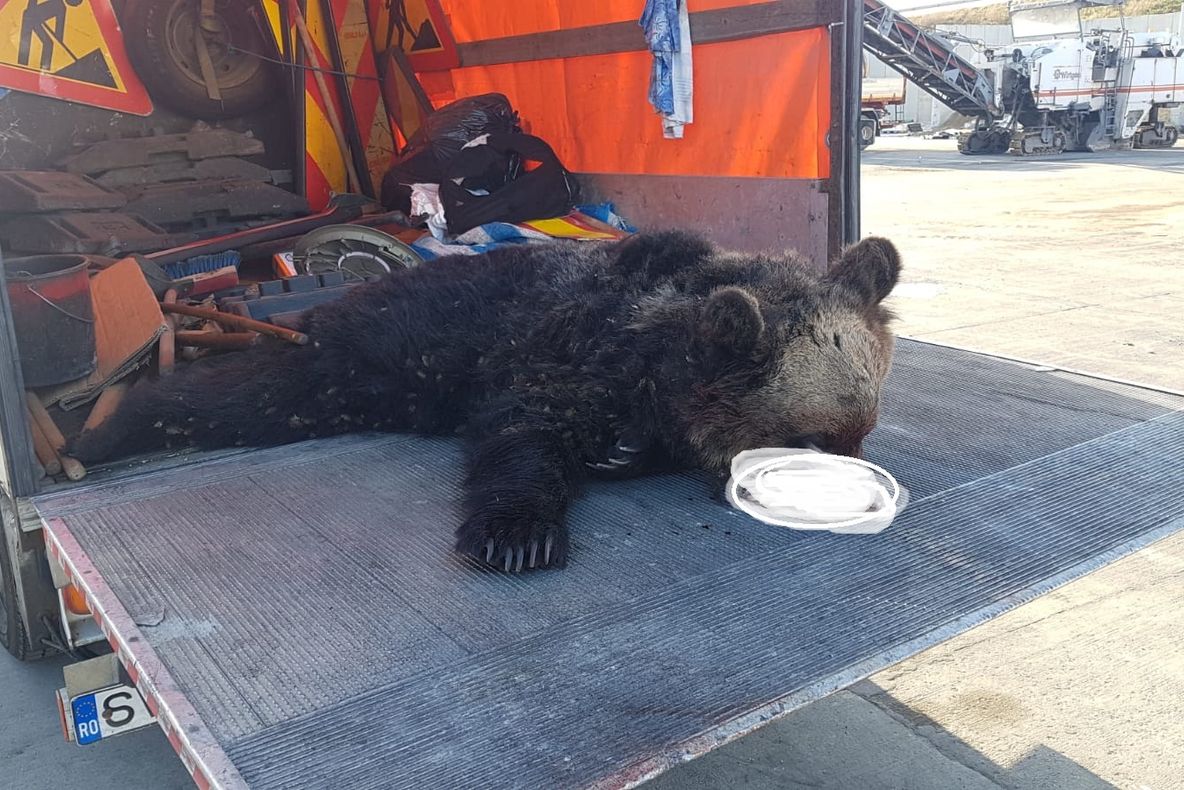 Încă un urs accidentat mortal pe Autostrada Sibiu - Orăștie