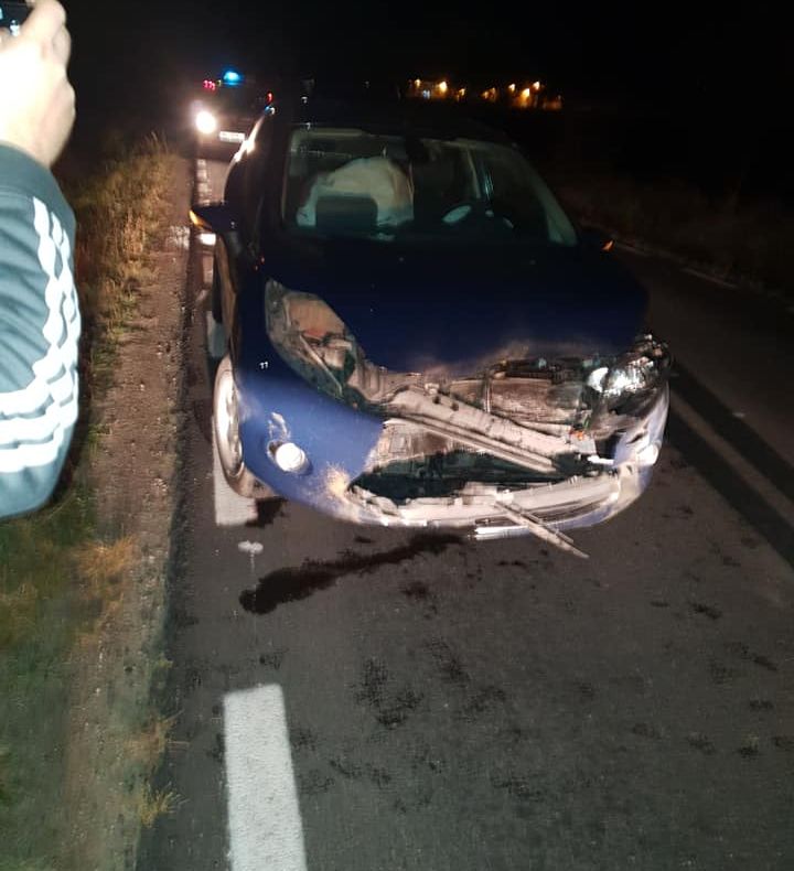 Două animale, un mistreţ şi o căprioară, moarte în accidente rutiere